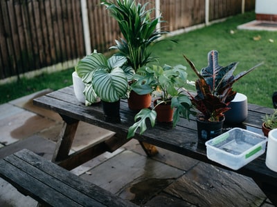 棕色木桌上的绿色盆栽植物